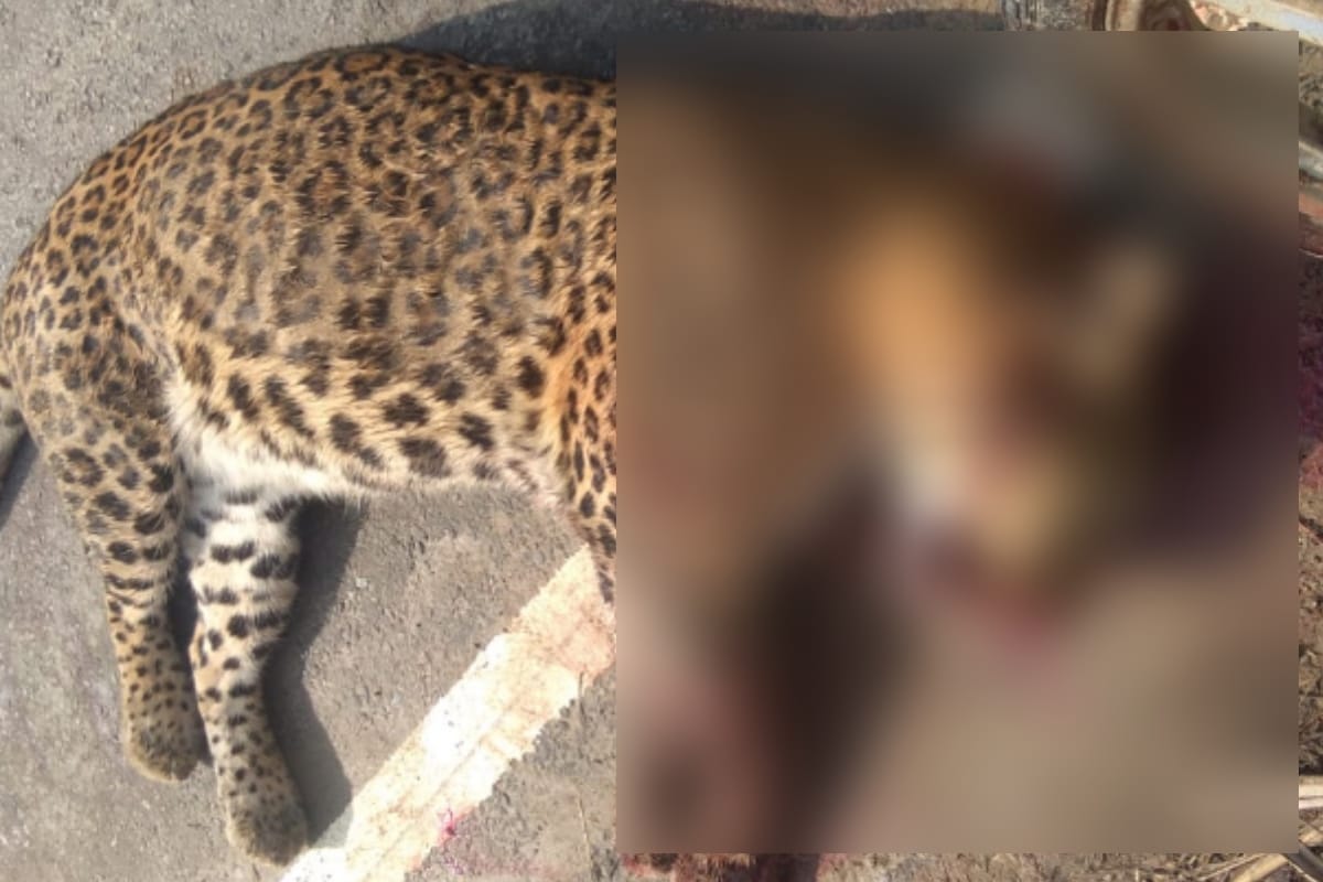 Leopard killed after hitting unknown vehicle in Bijnor