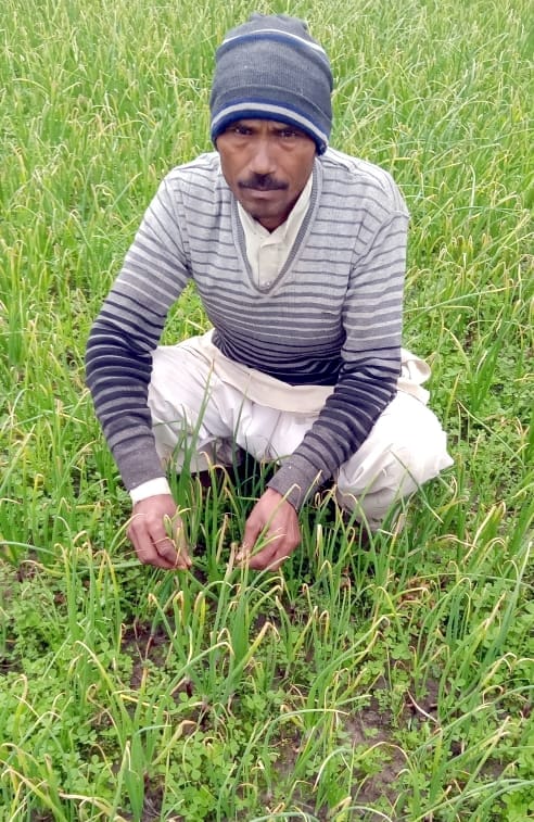 Farmers trend towards onion
