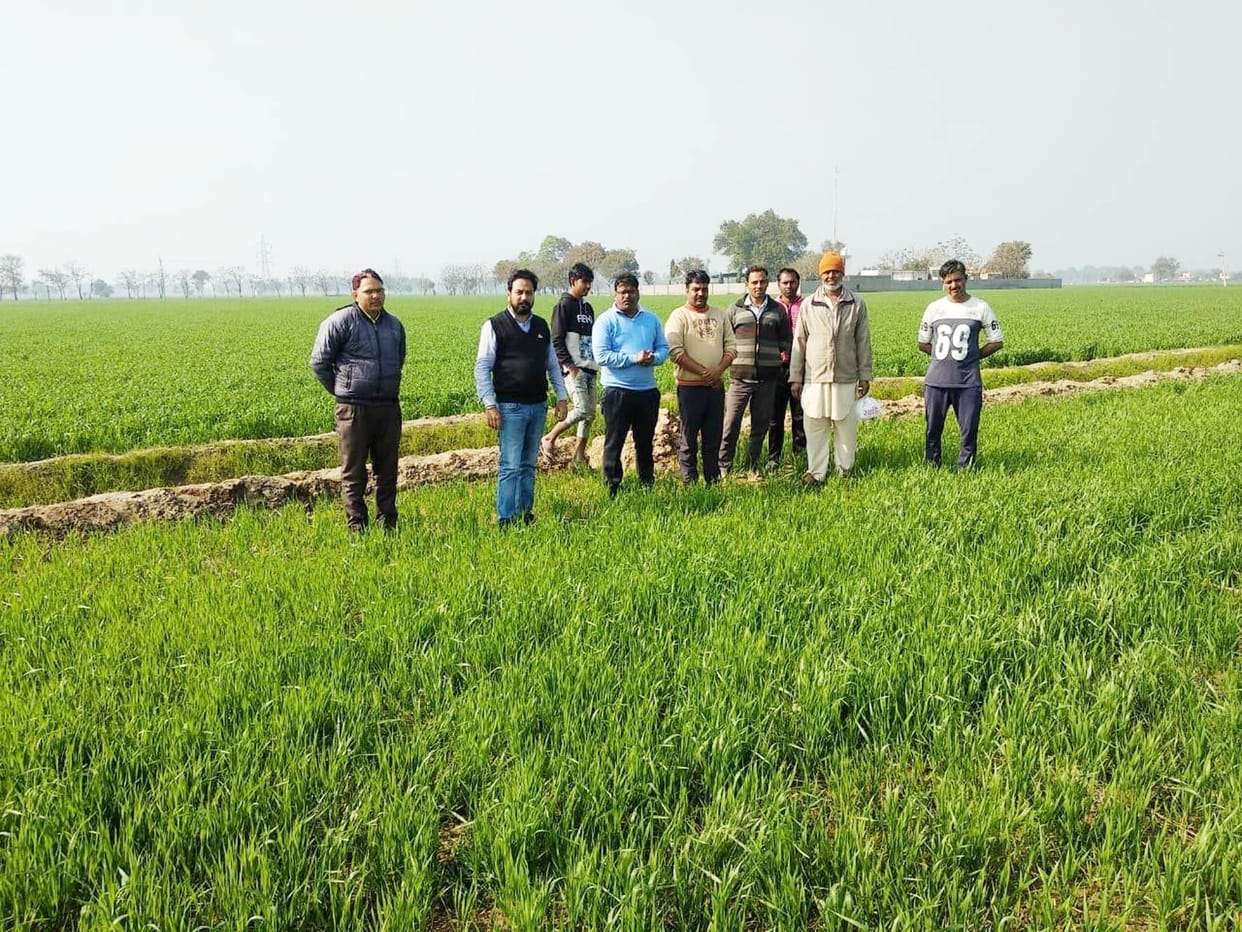 grasshopper in field, farmers fear, officers reach in field, fatehabad