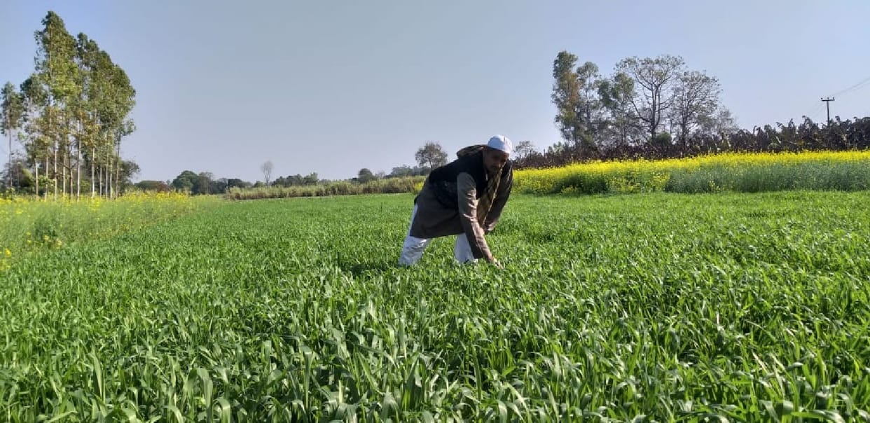 Black wheat was sown for the first time in Bahraich in UP