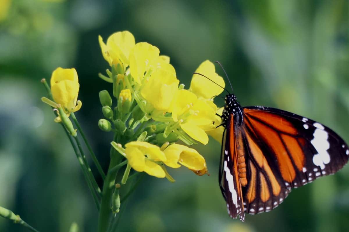Vasant in Pictures, Nature photography Vasant Panchami Images from meerut