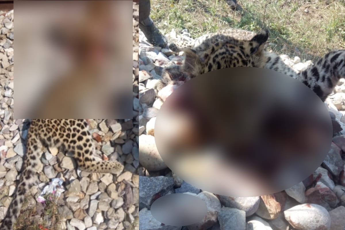 Leopard killed after hitting by train inbijnor