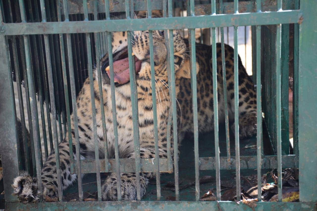 leopard enter in almora mela campus, people scared photos