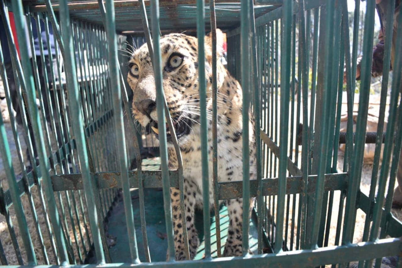 leopard enter in almora mela campus, people scared photos