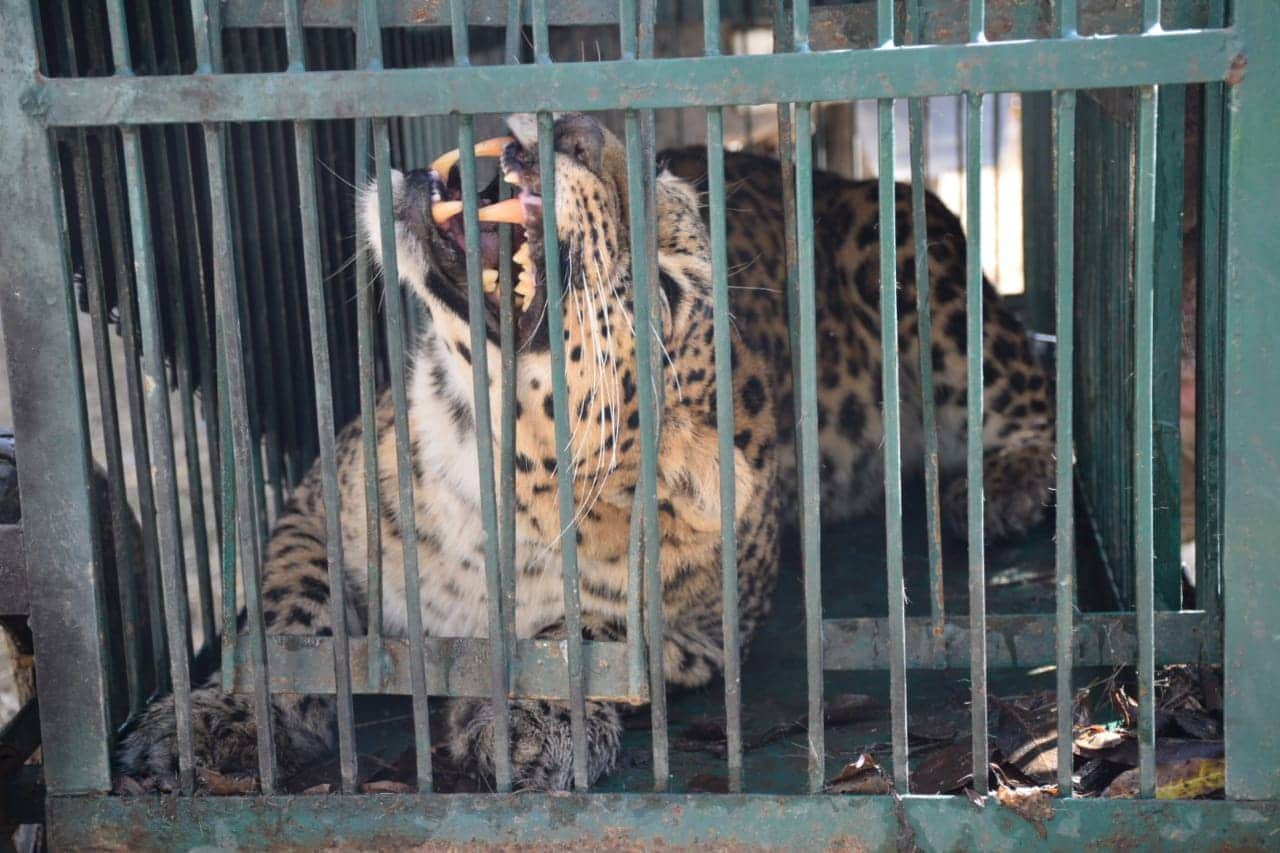 leopard enter in almora mela campus, people scared photos