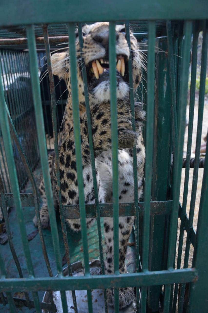 leopard enter in almora mela campus, people scared photos