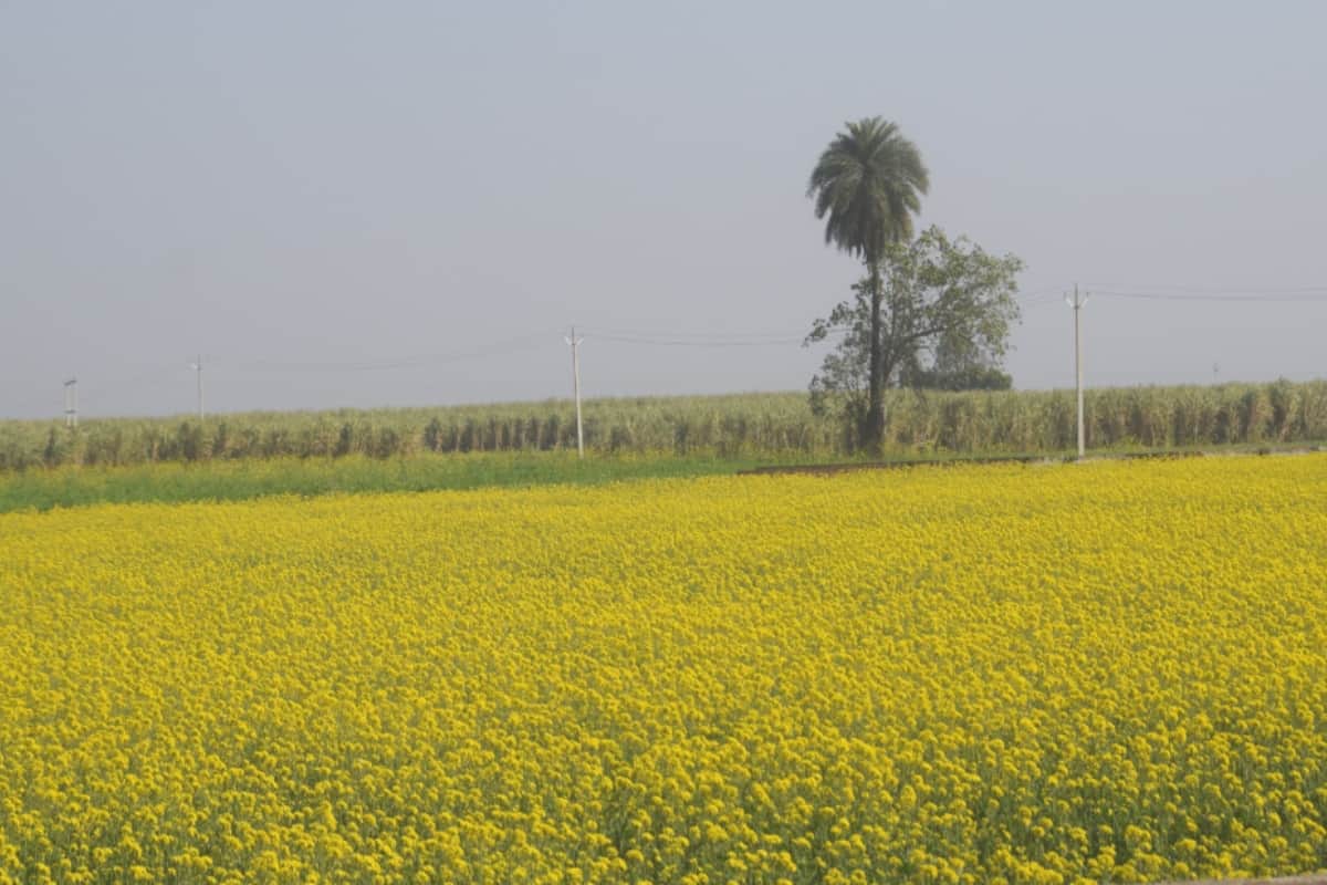 Vasant in Pictures, Nature photography Vasant Panchami Images from meerut