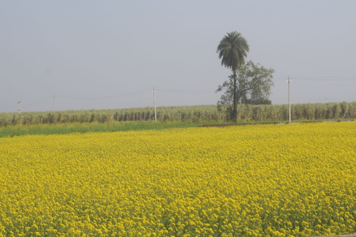 Vasant in Pictures, Nature photography Vasant Panchami Images from meerut