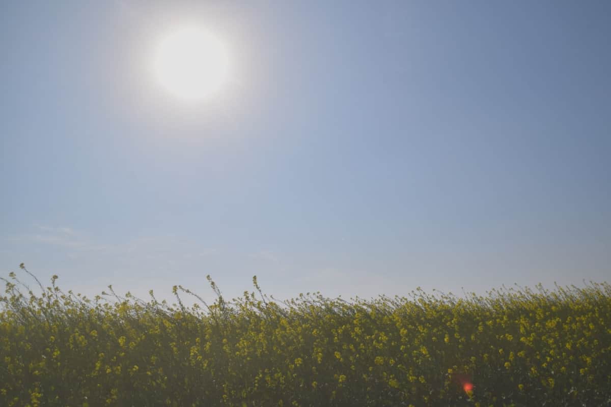 Vasant in Pictures, Nature photography Vasant Panchami Images from meerut