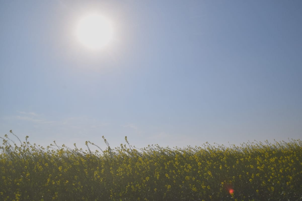 Vasant in Pictures, Nature photography Vasant Panchami Images from meerut