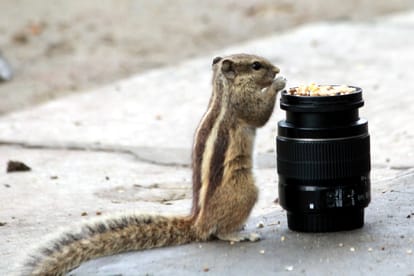 what is the career options in photography know all about here world photography day