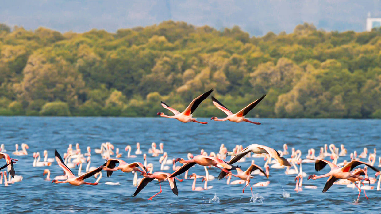 Epic Channel film based on Wetlands will release on World Wetlands Day 2020