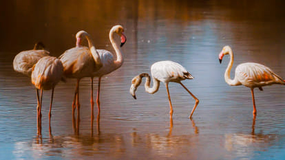 Epic Channel film based on Wetlands will release on World Wetlands Day 2020