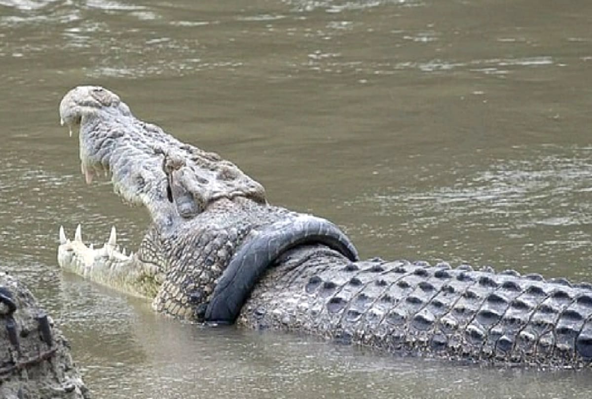 Youth saves life of Friend while crocodile attacked him