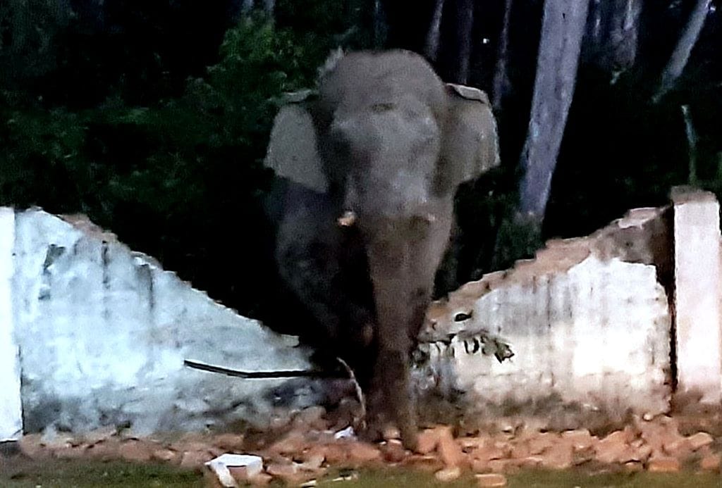 Elephants break the wall of Hydil Colony