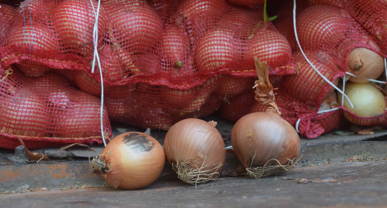 482 quintal turkey onion reached Rohtak