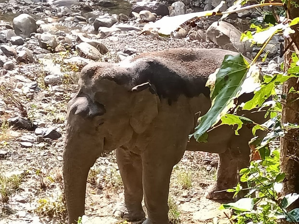 elephant