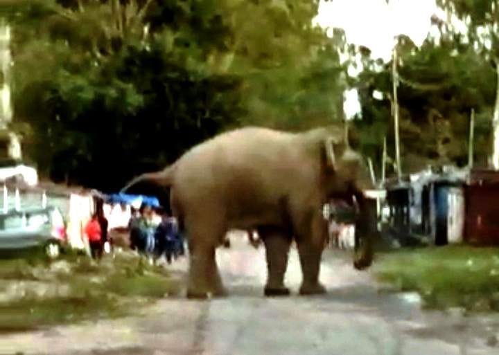 Elephants threatened in the population, people ran on the streets