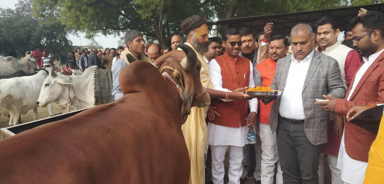 Modern cowshed starts with the worship of cows