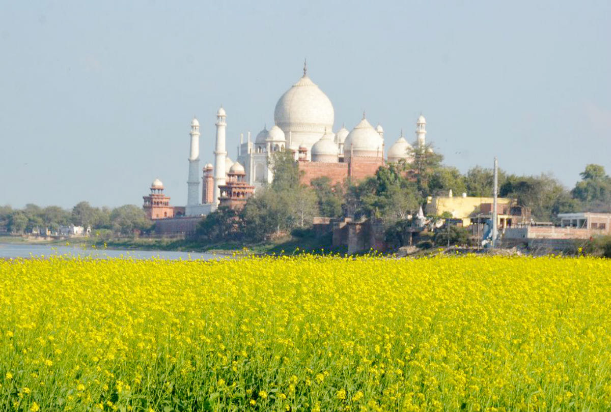 Green Tree Cut Near Tajmahal