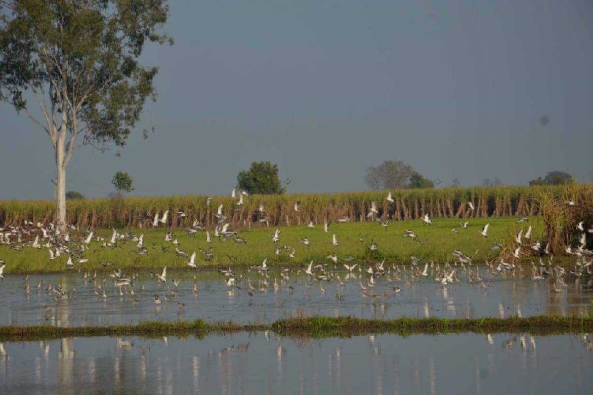 Hastinapur sanctuary wildlife animal having a human risk in Meerut