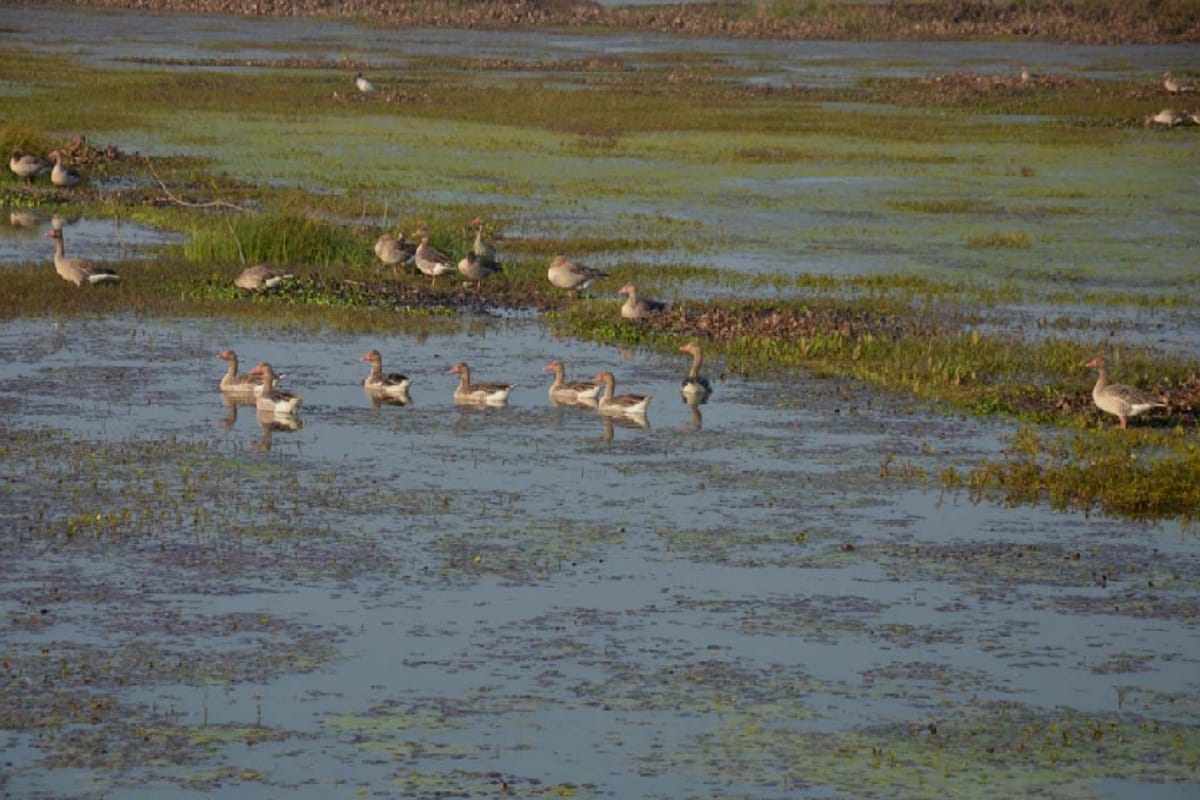 Wetland Day 2020: Hastinapur wildlife sanctuary welcome migratory birds, see Bird photography