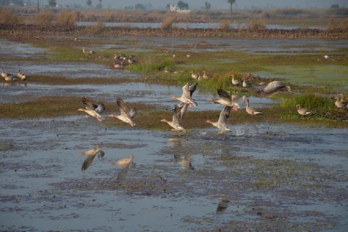 Wetland Day 2020: Hastinapur wildlife sanctuary welcome migratory birds, see Bird photography