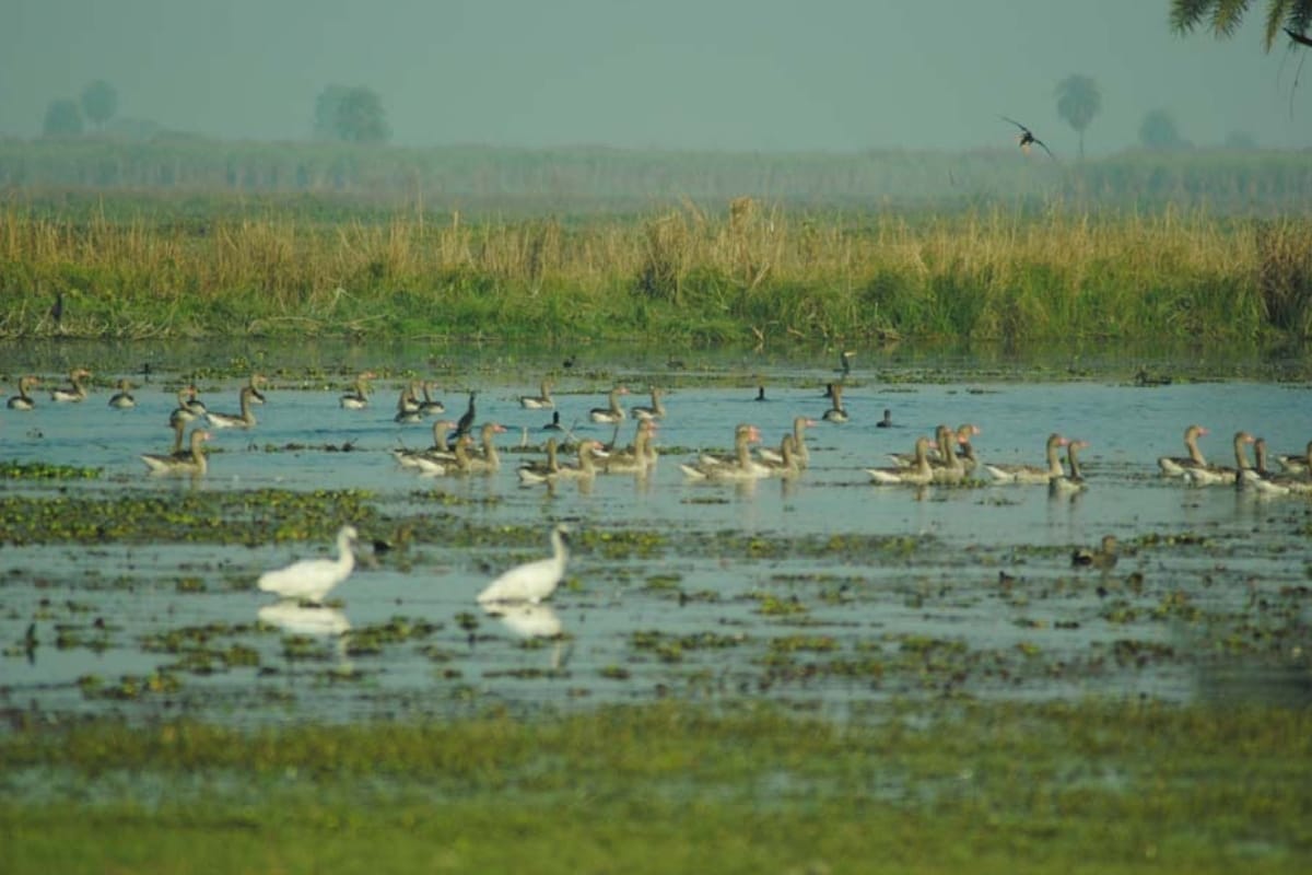 Vigilance increased in Jammu Kashmir after bird flu in several states of country