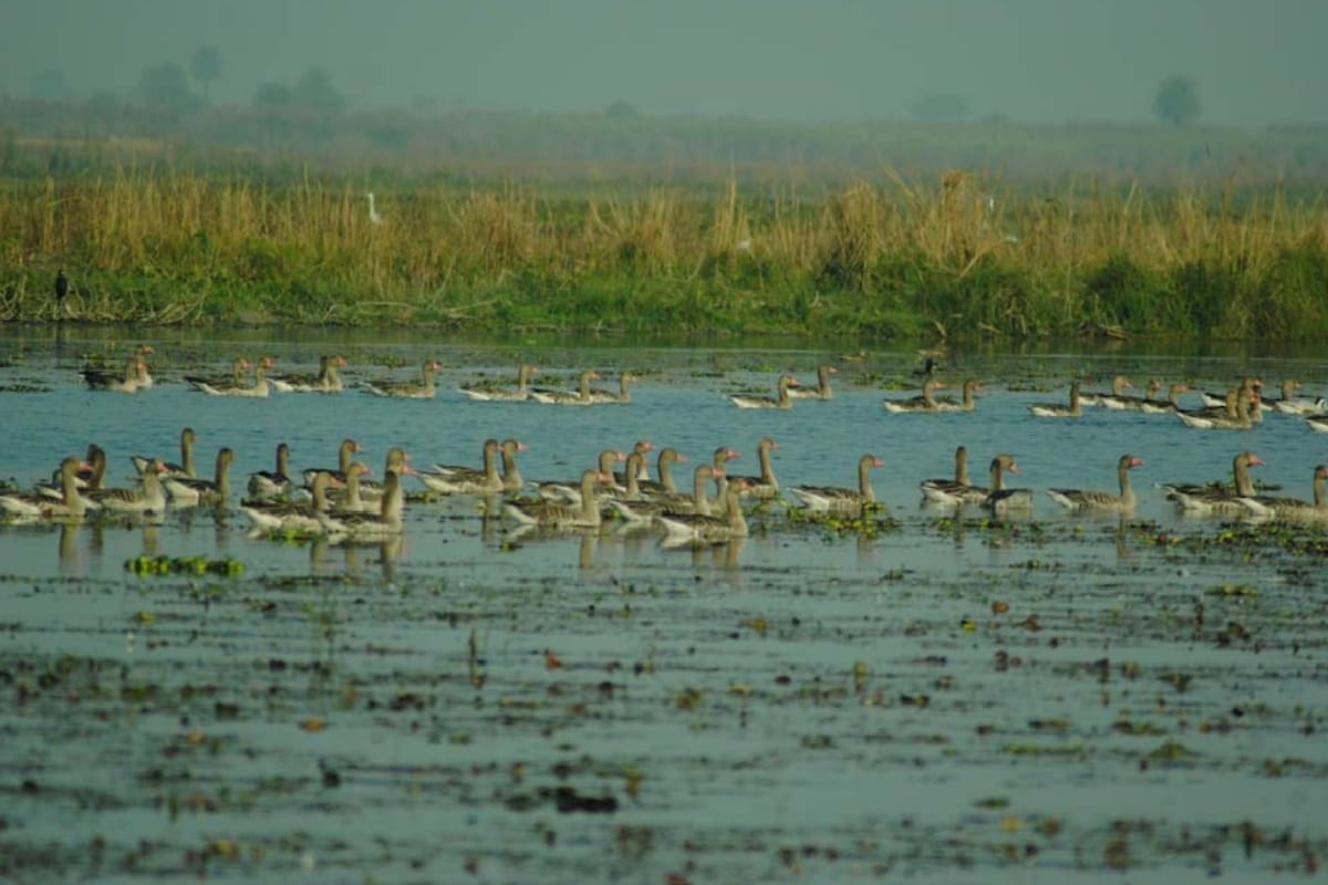 jammu RS Pura: Instructions for filing latest status report regarding conservation of Gharana Wetland