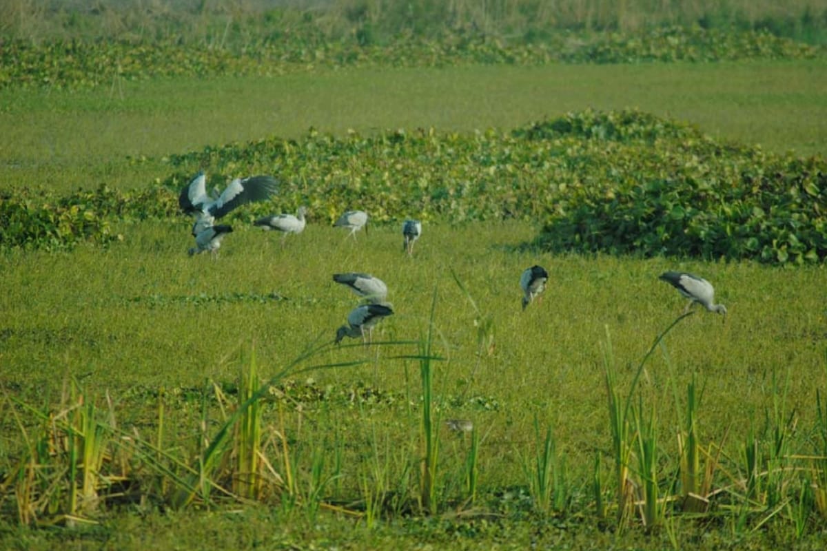 Wetland Day 2020: Hastinapur wildlife sanctuary welcome migratory birds, see Bird photography