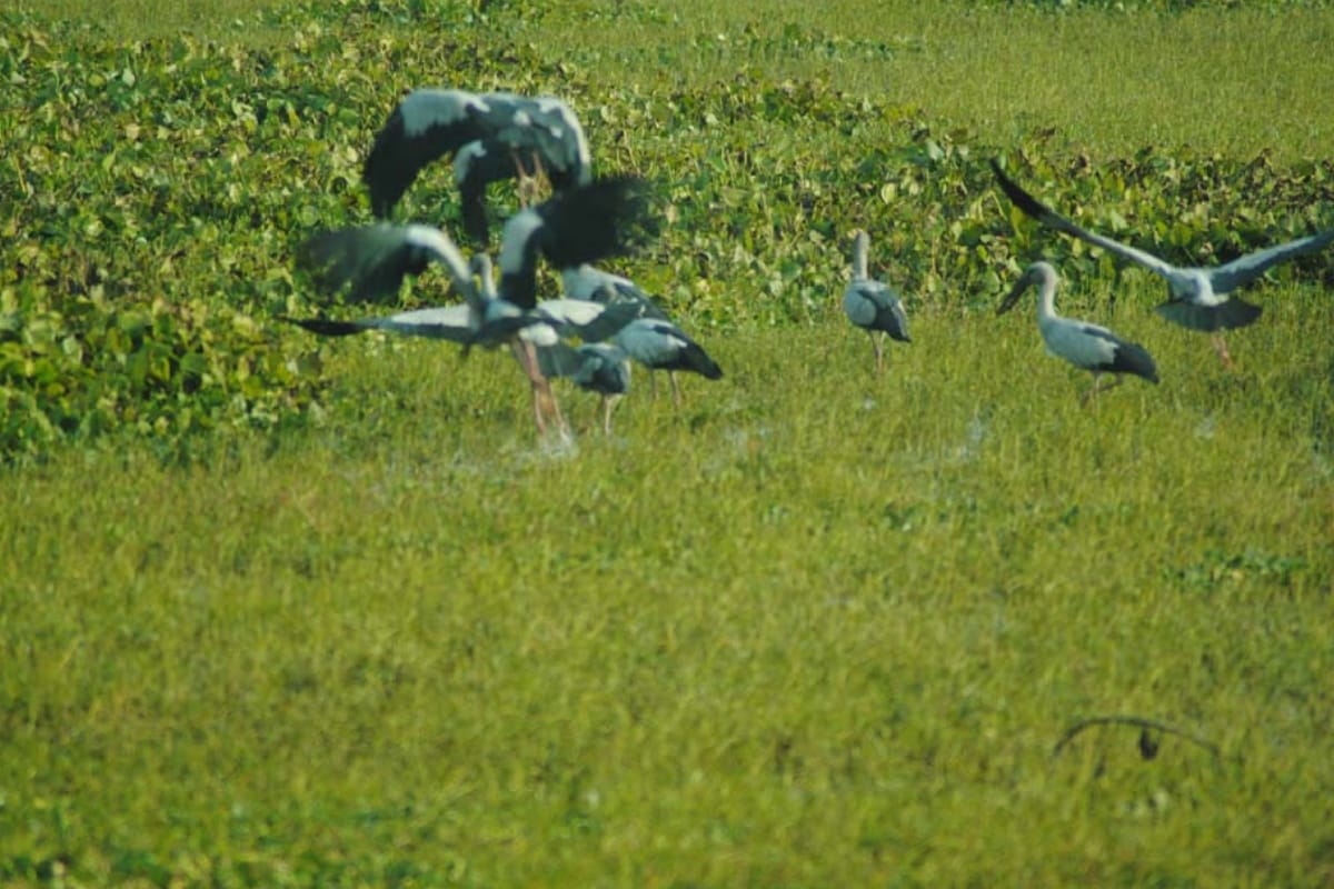 Hastinapur sanctuary wildlife animal having a human risk in Meerut