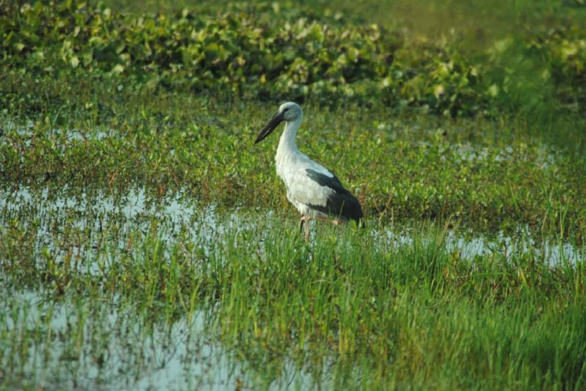High Court seeks report on seven wetlands of Jammu Kashmir and Ladakh declared as Ramsar Site