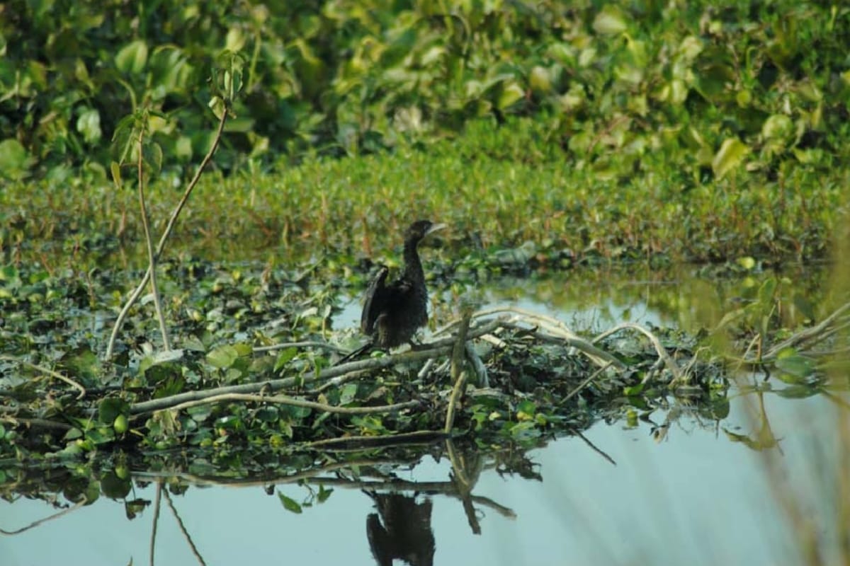 Wetland Day 2020: Hastinapur wildlife sanctuary welcome migratory birds, see Bird photography