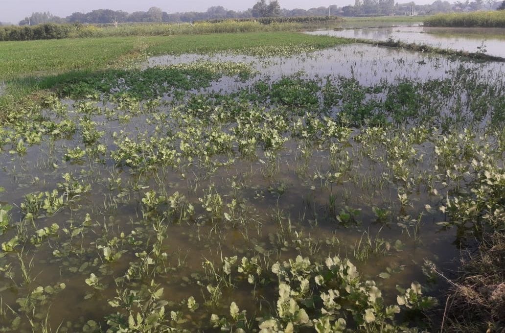 Hundreds of bigha crops submerged, getting ruined