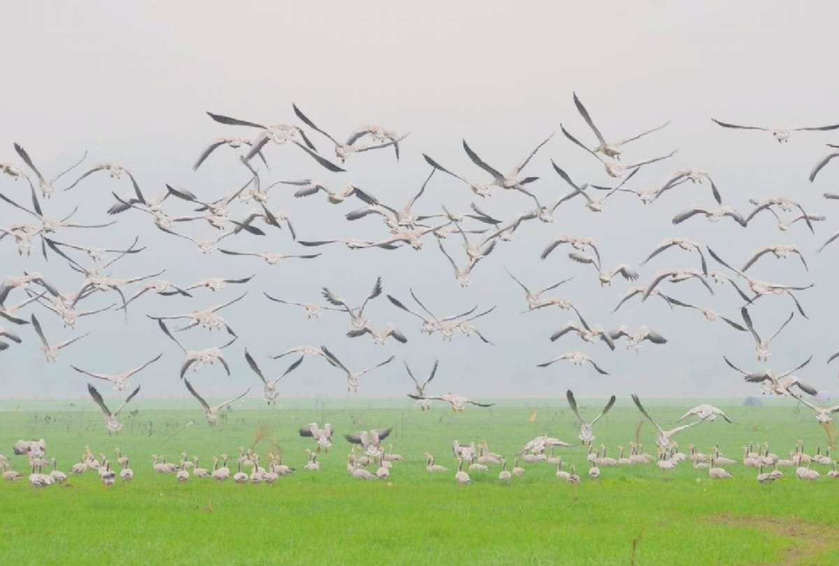 No bird flu infection in Pong Dam water, report came negative