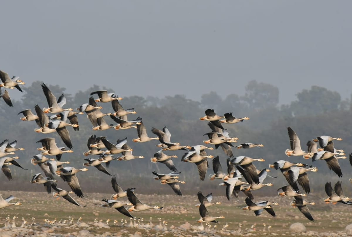 why can not humans fly like birds know scientific reasons