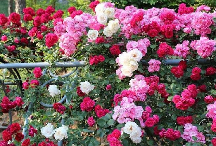 52nd Rose Festival organized in Chandigarh in last week of February