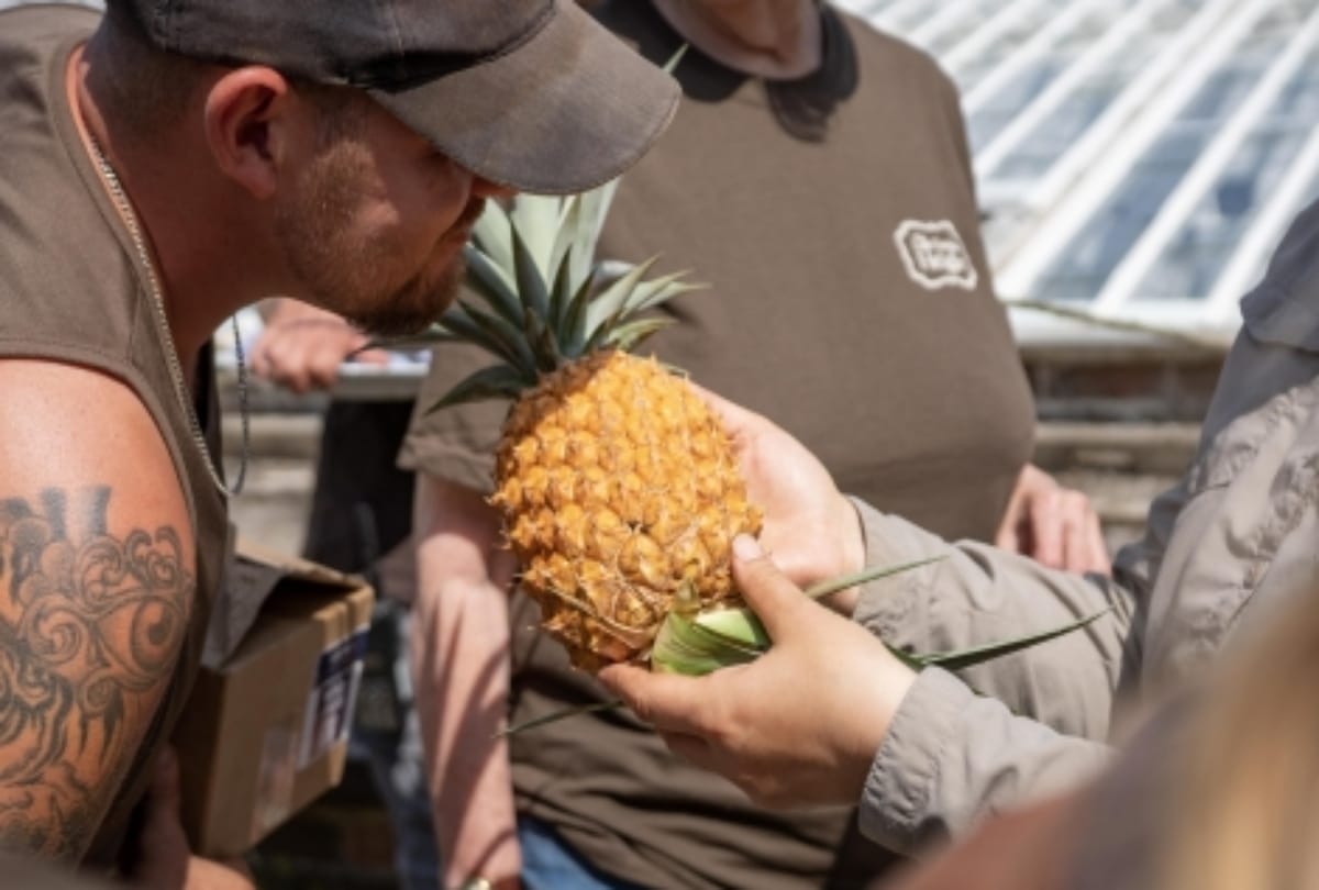 Most expensive fruits in the world, Grapes watermelon pinapple mango interesting facts