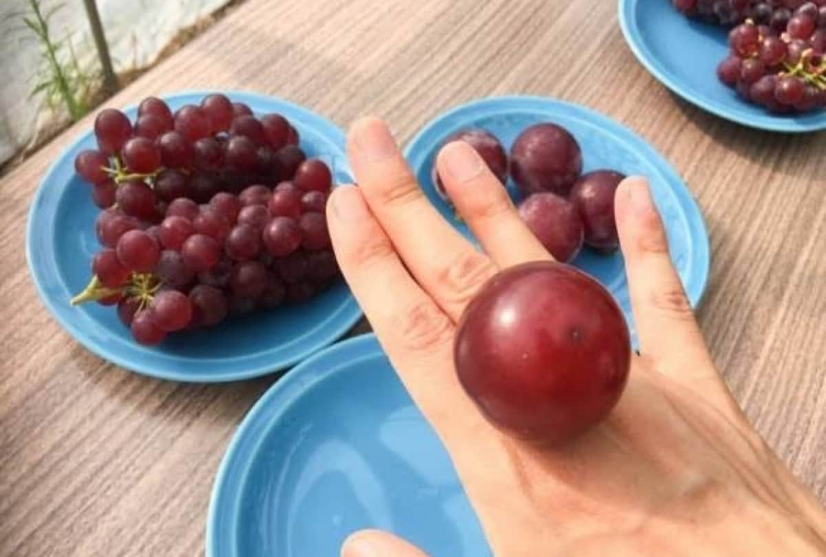 Most expensive fruits in the world, Grapes watermelon pinapple mango interesting facts