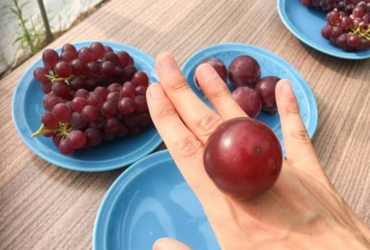 Most expensive fruits in the world, Grapes watermelon pinapple mango interesting facts