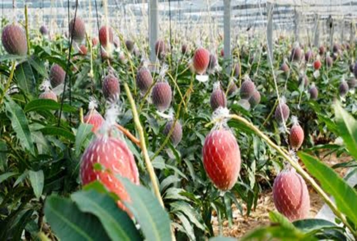 Most expensive fruits in the world, Grapes watermelon pinapple mango interesting facts