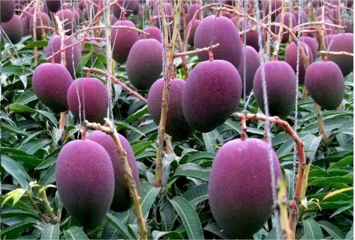 Most expensive fruits in the world, Grapes watermelon pinapple mango interesting facts