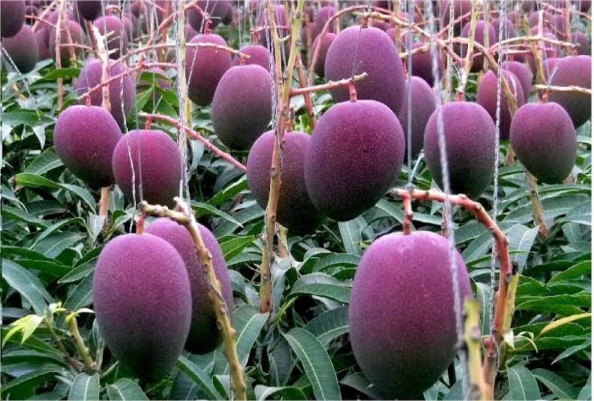 Most expensive fruits in the world, Grapes watermelon pinapple mango interesting facts
