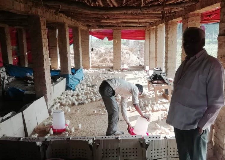 Corona virus: birds from China will undergo a nasal test