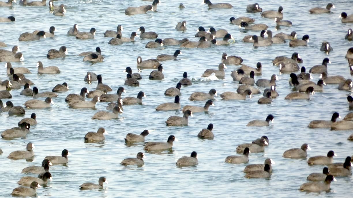 More than 20 thousand birds found shelter