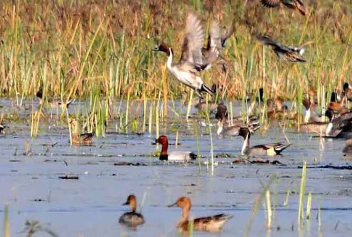 World Wetlands Day exotic birds reached at dariyavganj Lake kasganj