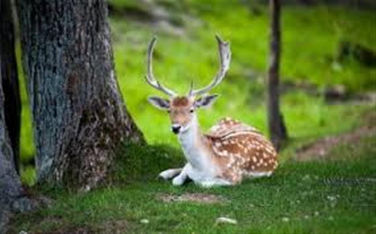 Now deer got corona first case came to the fore in America dog cat gorilla have already been infected