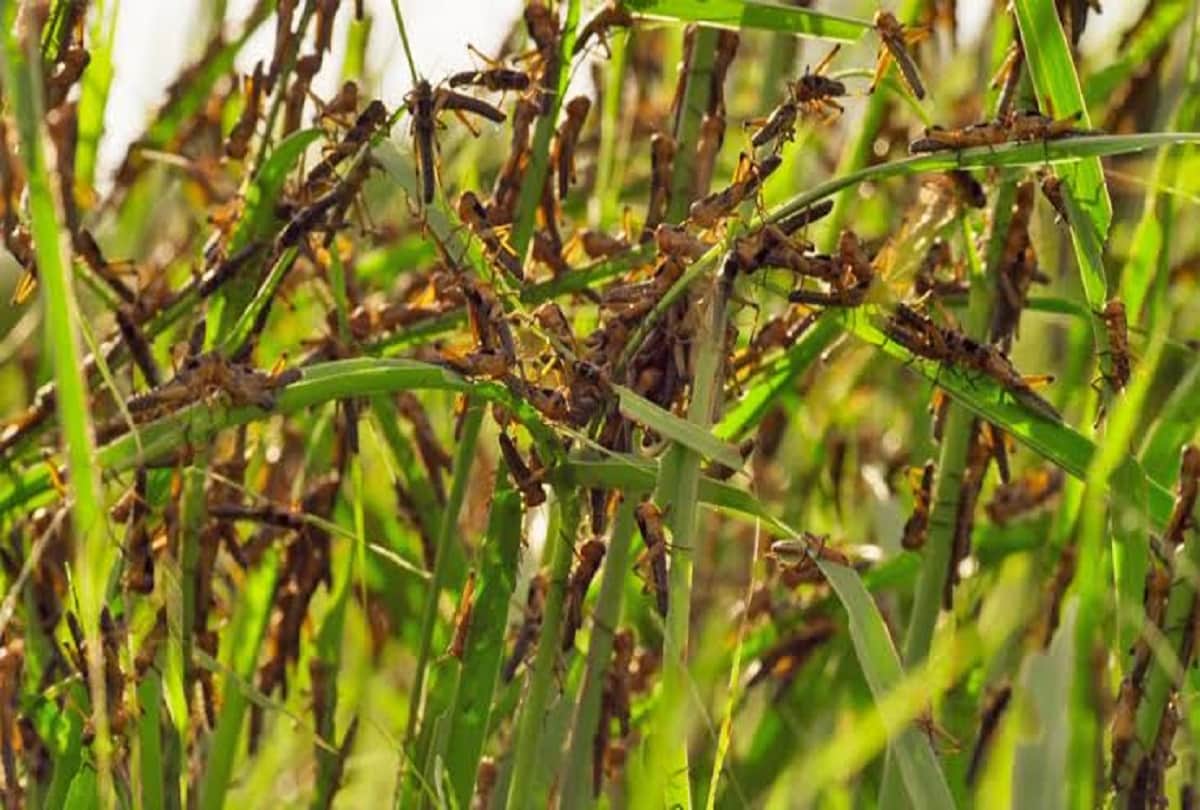 Dharmendra Shared video of Locust Attack in India Latest Update said he faced during school days