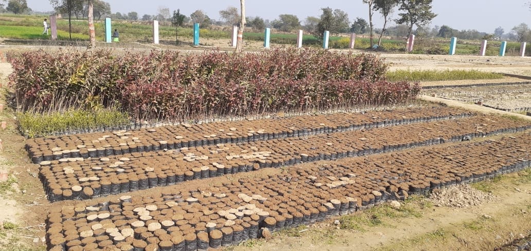 25 lakh saplings will be planted to increase greenery