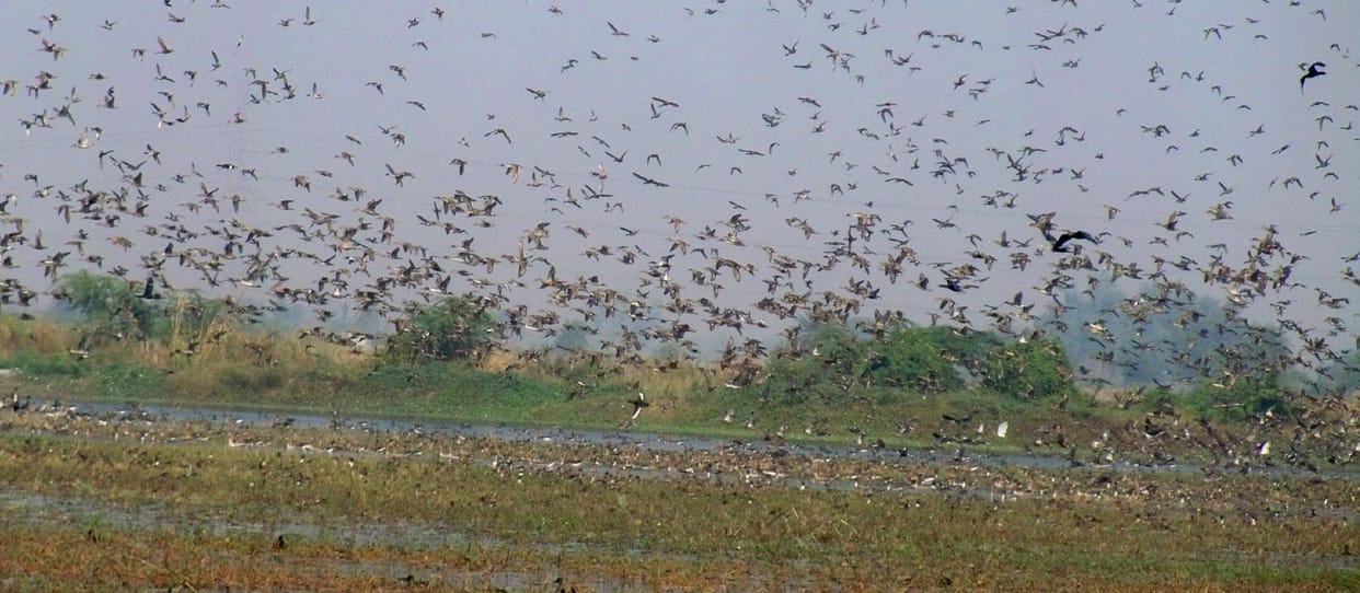 korona